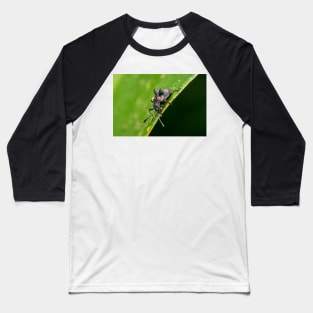 Unique and organic photo of a fungus beetle with a mite on its back Baseball T-Shirt